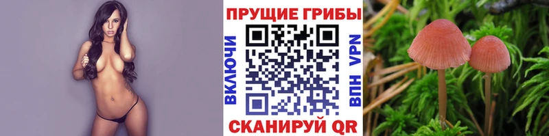 Псилоцибиновые грибы Psilocybe  магазин продажи   Каменск-Шахтинский 